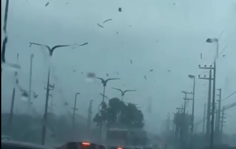 Ventania e chuva forte derrubam muros e torre de telefonia em São Luís veja vídeo