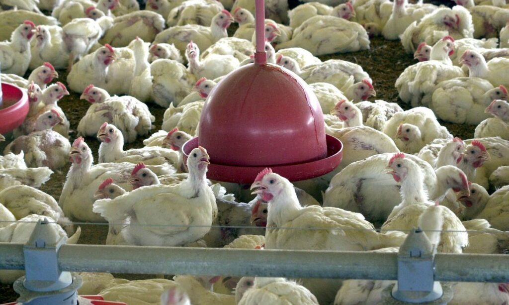 Governo de Hong Kong afirma que amostras de frango do Brasil testam negativo para covid 19