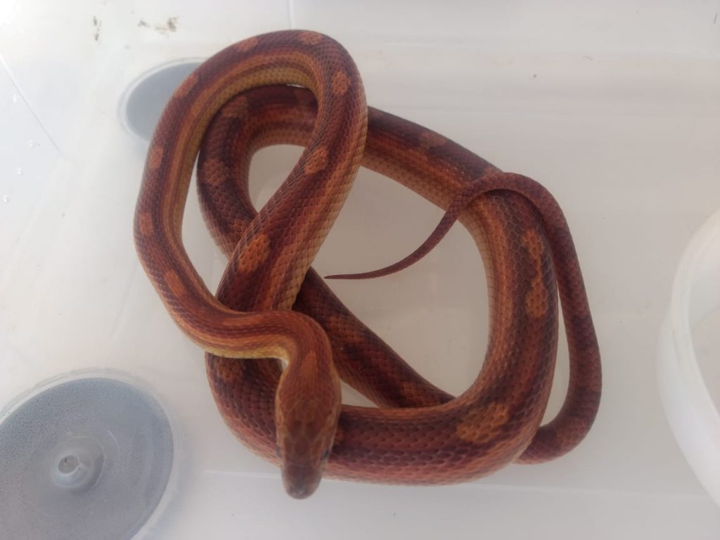 Quatro cobras silvestres são resgatadas pela Adema na grande Aracaju