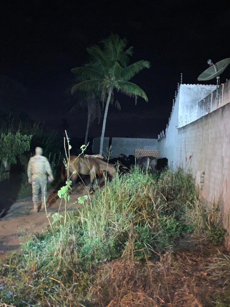 Suspeito de furto de gado e preso em flagrante em Macambira