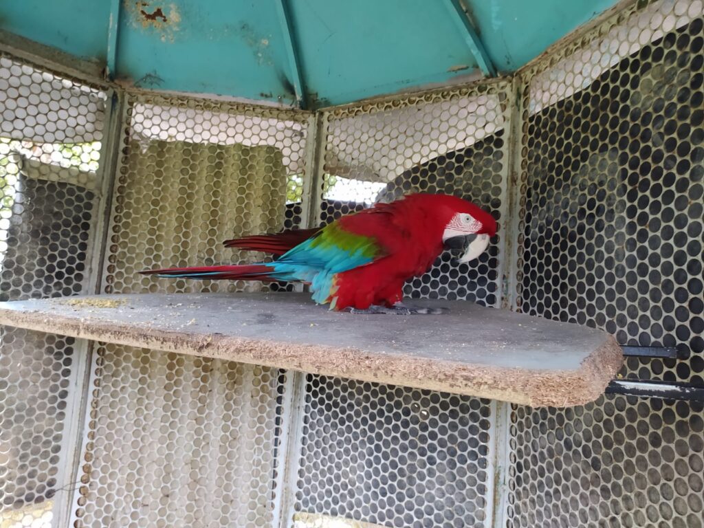 Arara vermelha e resgatada em Sao Cristovao apos 10 anos em cativeiro