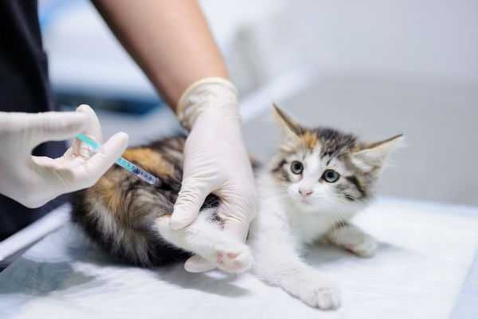 Campanhas de imunizacao vacinacao antirrabica e castracao de animais acontecem em Sergipe confira programacao