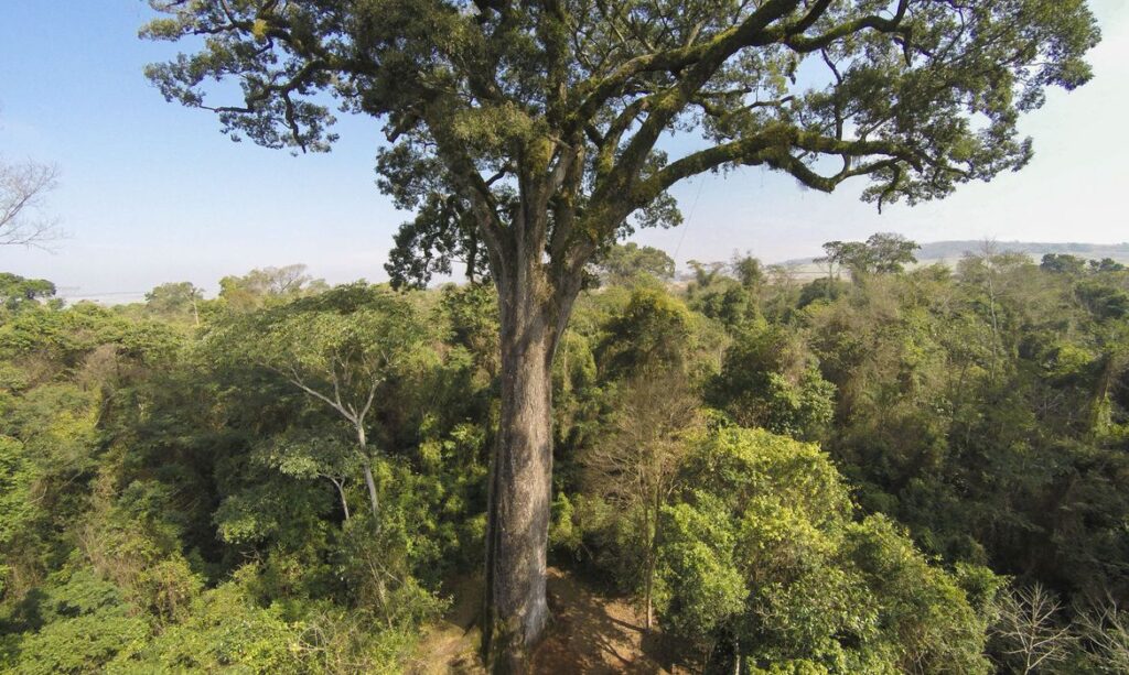 MP SE realizacao operacao para coibir desmatamento da Mata Atlantica