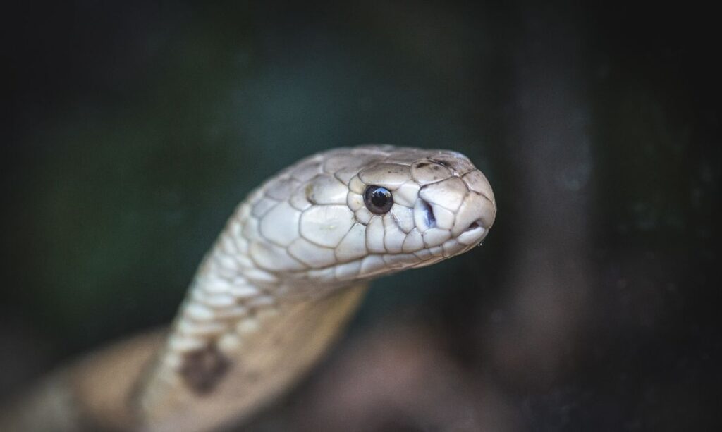 Ministerio Publico denuncia quatro pessoas no caso da cobra naja