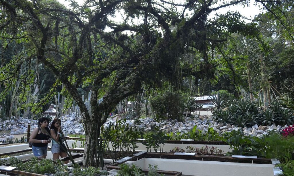 Quase 40 das plantas do planeta estao ameacadas de extincao aponta pesquisa