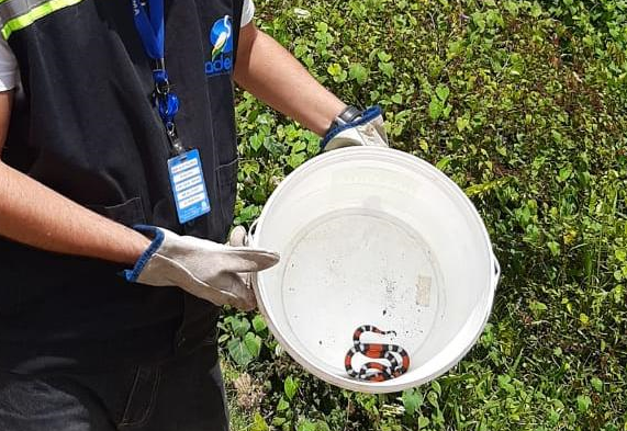 Treze animais silvestres entre aves e repteis sao resgatados na Grande Aracaju