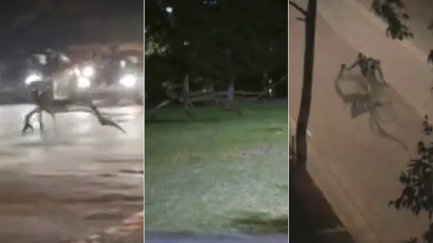 Video fake de criatura assustadora circulando no Sul da Bahia viraliza assista