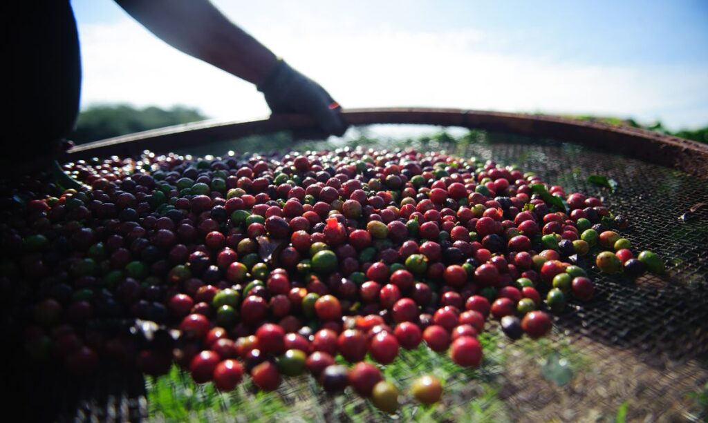 Alese aprova pedido de apoio ao ministerio da Agricultura para zoneamento no plantio de cafe