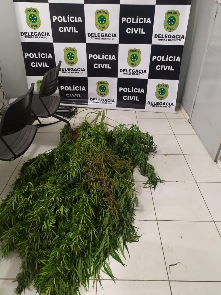 Chefe do trafico morre em confronto com a policia e varios pes de maconha sao apreendidos em Tobias Barreto