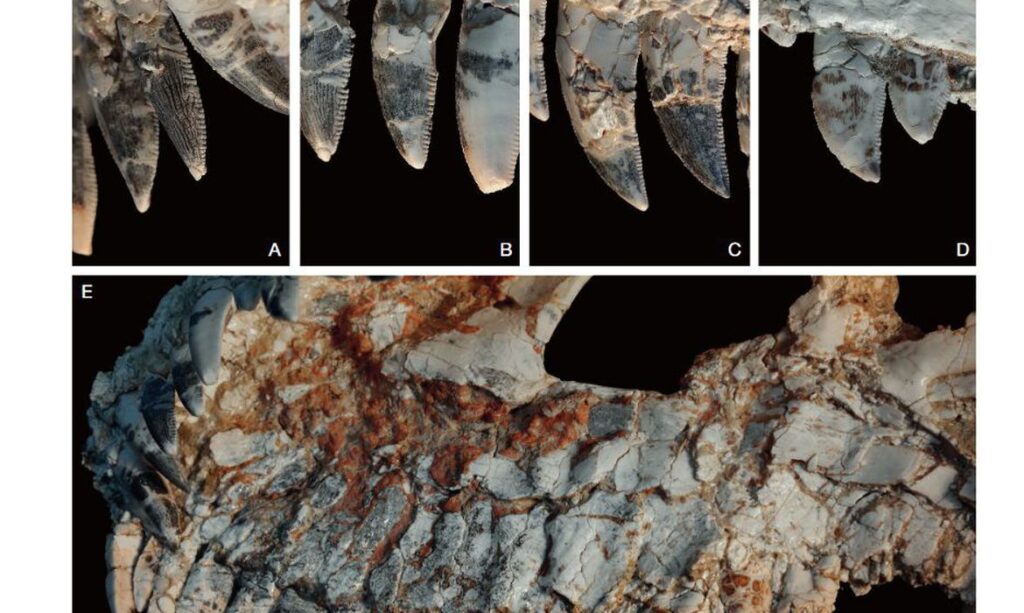 Fossil achado em MG pode revelar novidades sobre dinossauros