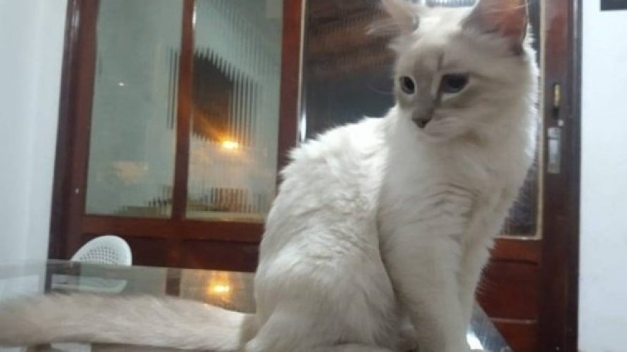 Gata contrai coronavirus de tutores Brasil registra o primeiro caso no pais