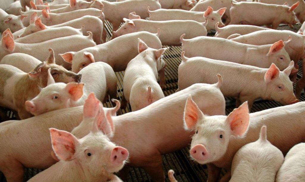 Ministerio da Agricultura confirma peste suina classica no Piaui