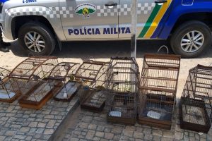 PM apreende 27 aves silvestres que estavam em cativeiro em Sergipe