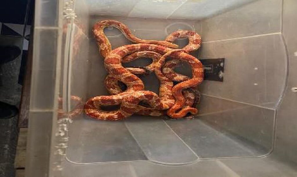 Policia apreende cobras exoticas de importacao proibida no Brasil