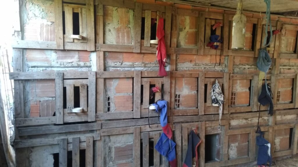 Rinha de galo com 41 aves e fechada e dono e autuado em Santo Amaro das Brotas