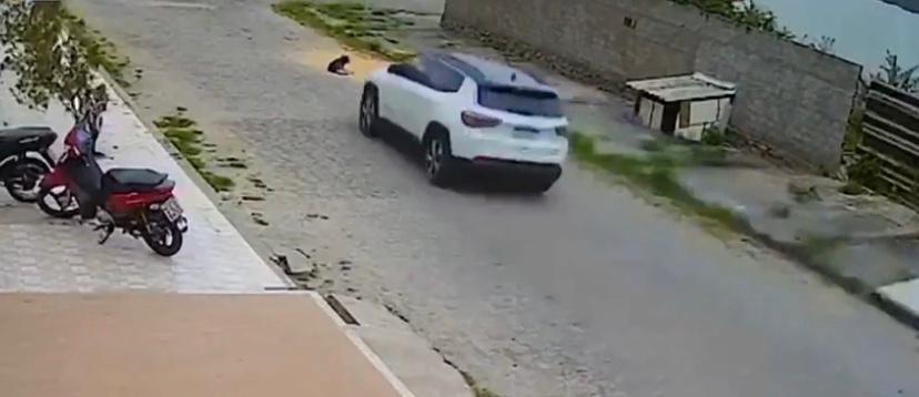 Suspeito de atropelar um cachorro pode se apresentar na delegacia de Itabaiana nesta terca 6