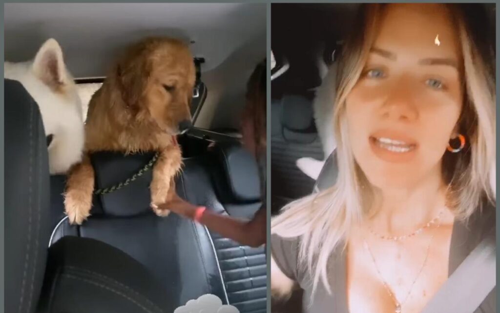 Bruno Gagliasso e Giovanna Ewbank passam perrengue para levar cachorros em hotelzinho