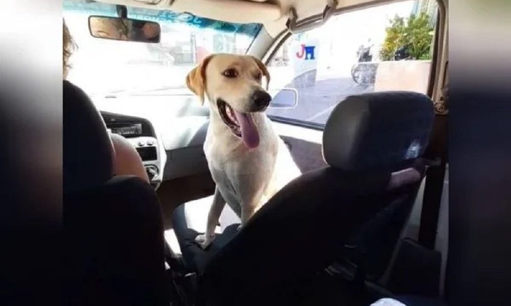 Candidato a vereador suspeito de estuprar cadela e encontrado morto em Minas Gerais