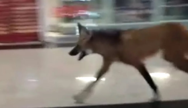 Lobo guara e flagrado dentro de shopping em Goias