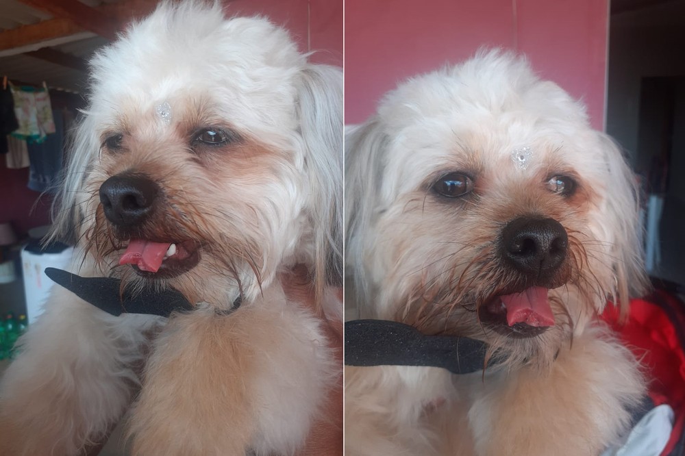 Mulher registra ocorrencia apos cachorro voltar de clinica veterinaria com a lingua cortada