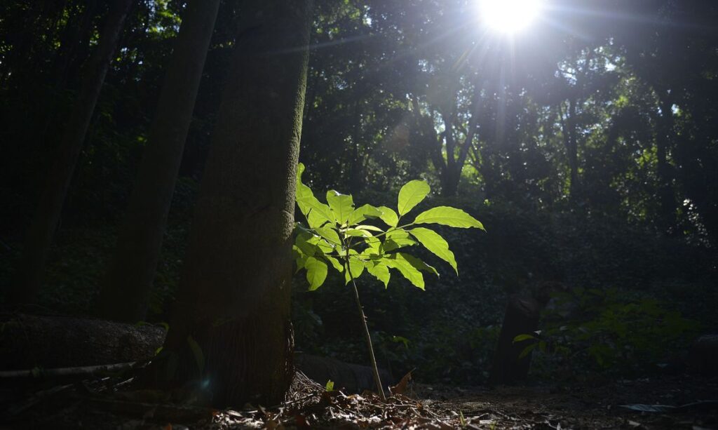 Nestle vai plantar um milhao de arvores no sul da Bahia