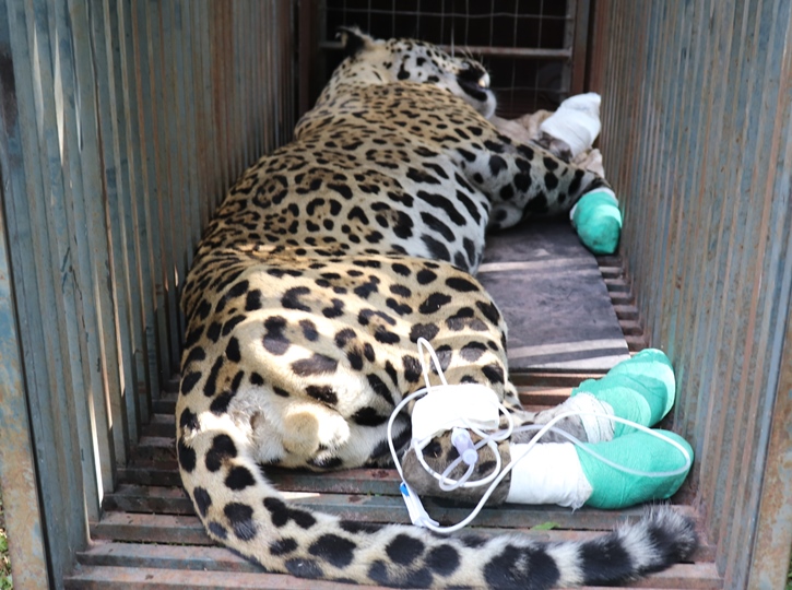 Onca resgatada com patas queimadas no Pantanal morre em Campo Grande