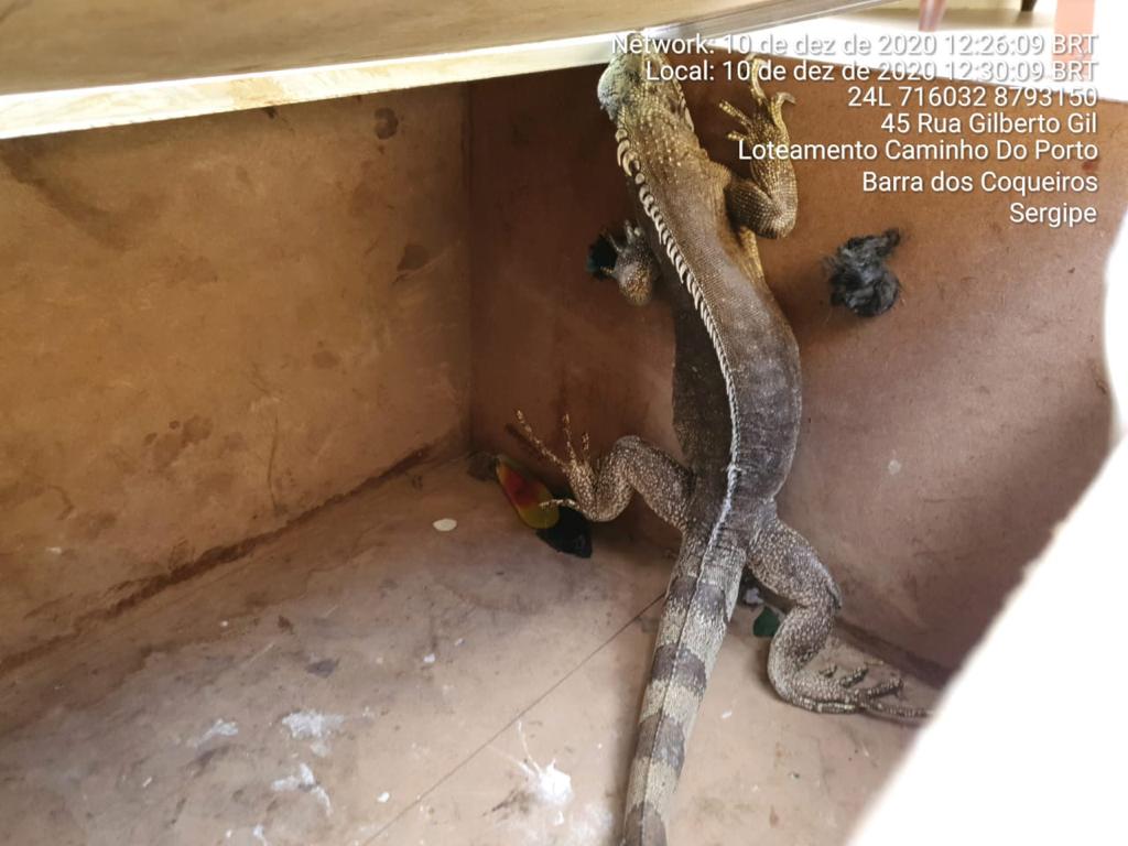 Cobra iguana e coruja sao resgatadas pela Adema na capital e interior de Sergipe