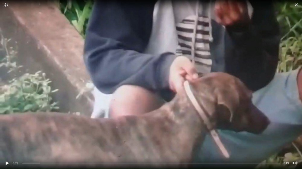 Homem e flagrado obrigando cachorro a inalar fumaca de maconha veja video