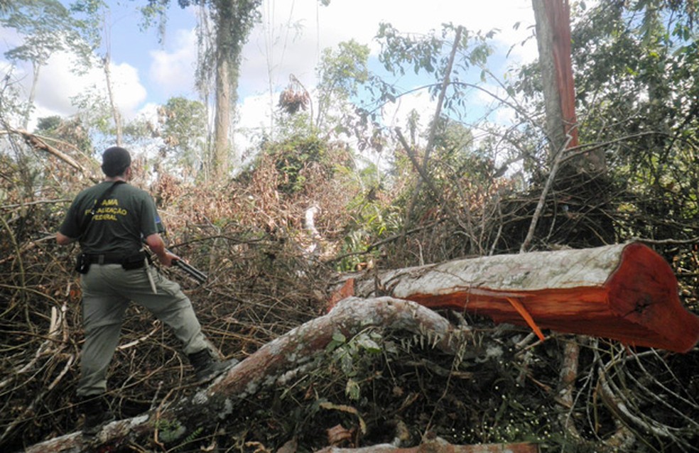 Ibama multa ex deputado em R 50 milhoes por desmatamento que equivale a 214 Maracanas