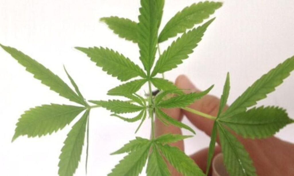 ONU aprova retirada da maconha de lista de drogas mais perigosas