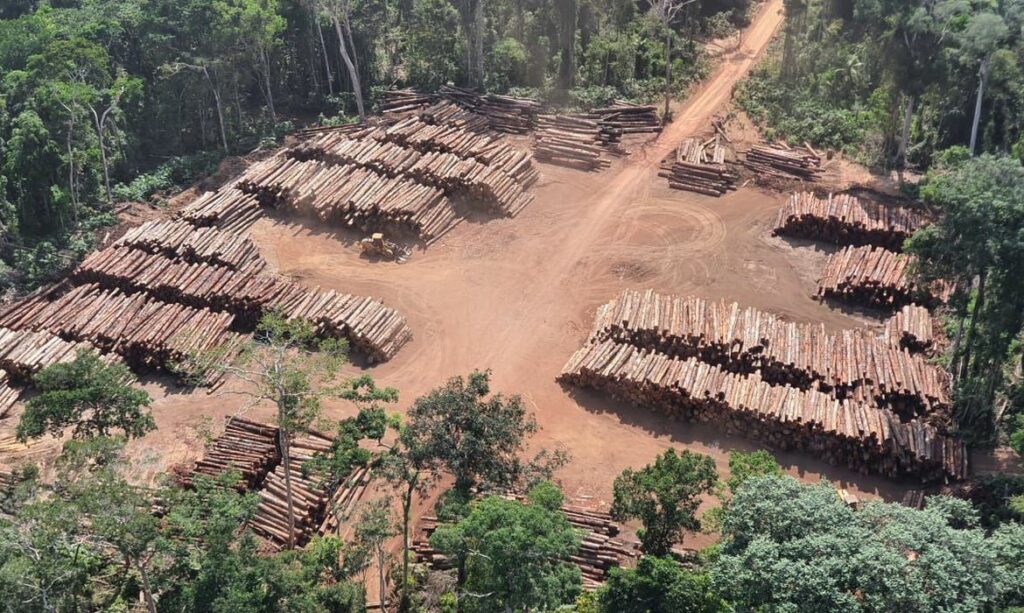 PF encontra 437 mil toras de madeira ilegal no Para maior apreensao da historia