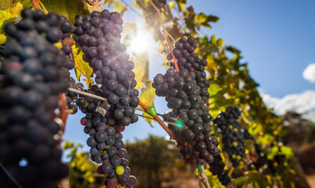 Vigilancia intercepta e impede a venda de 140 toneladas de uvas passas contaminadas