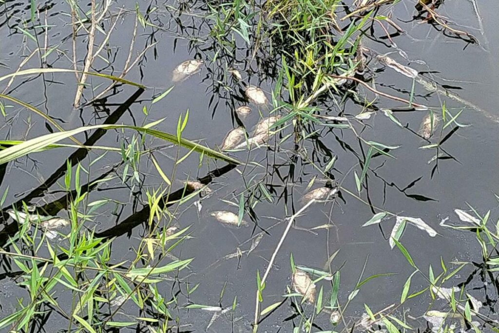 Apos denuncia Adema nega que mortandade de peixes na Barra dos Coqueiros seja crime ambiental