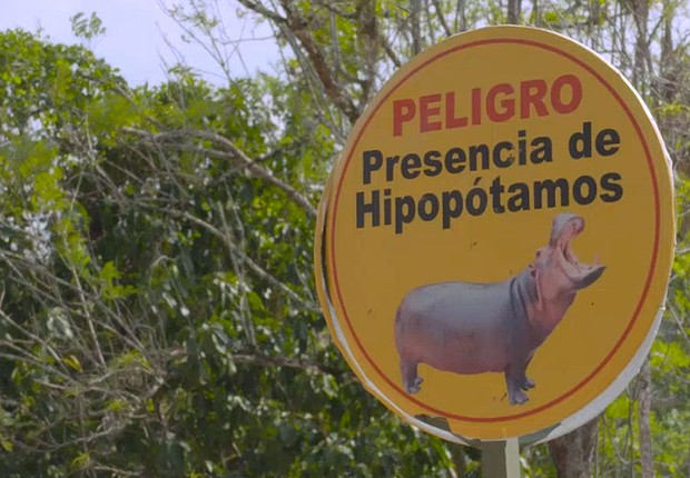 Hipopótamos-deixados-por-Pablo-Escobar-devem-ser-abatidos-na-Colômbia-segundo-cientistas
