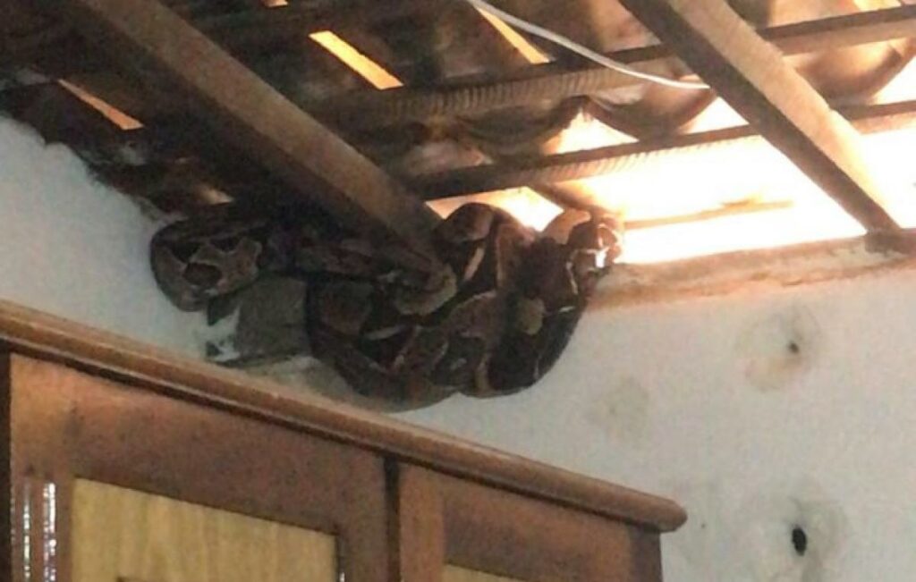 Jiboia com mais de dois metros e encontrada no telhado de casa em Ribeiropolis