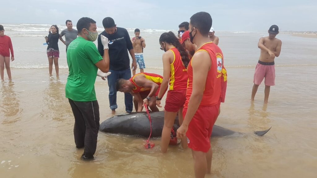 Mais de 380 chamados para salvamento de animais foram registrados em Sergipe