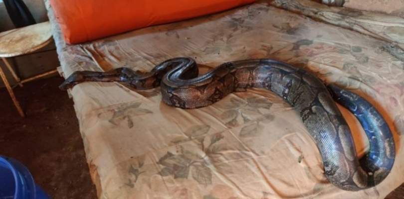 Mulher-encontra-jiboia-de-3m-em-cima-da-cama-'Estava-bem-mansa'-diz-bombeiro