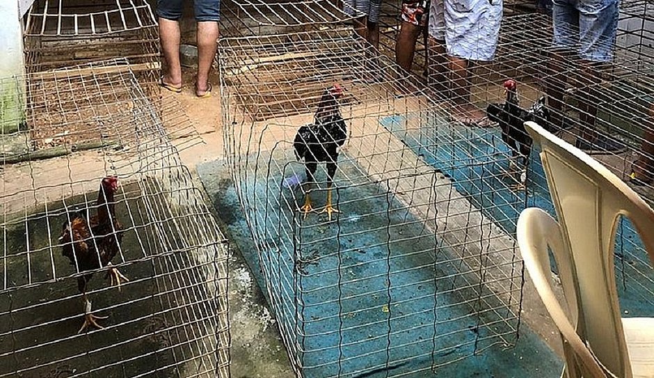 Galo usado em rinha ilegal na India mata o proprio dono