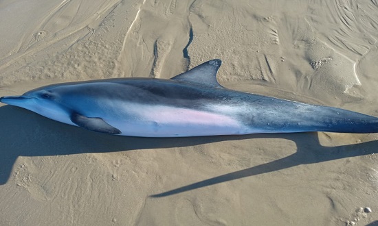 Golfinho encalha duas vezes em menos de 24h na costa sergipana