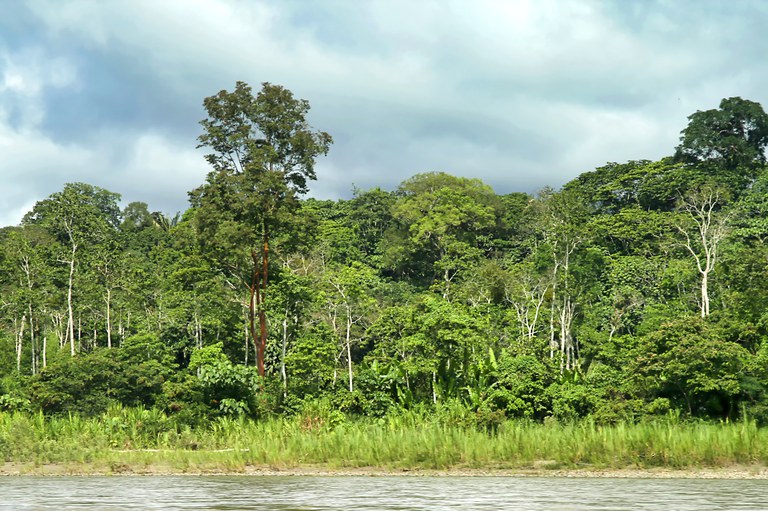 Indice de desmatamento na Amazonia Legal registra queda em janeiro deste ano aponta Inpe