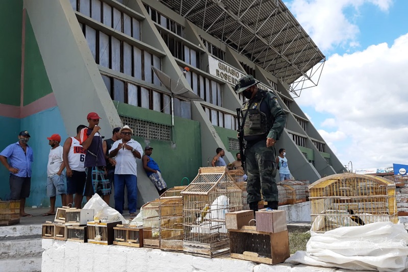 Mais de 30 passaros silvestres sao apreendidos em feira livre em Lagarto