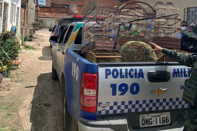 PM flagra cativeiro ilegal com 23 aves silvestres no bairro Aeroporto