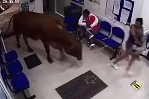 Vaca invade pronto socorro de hospital e ataca pacientes veja video
