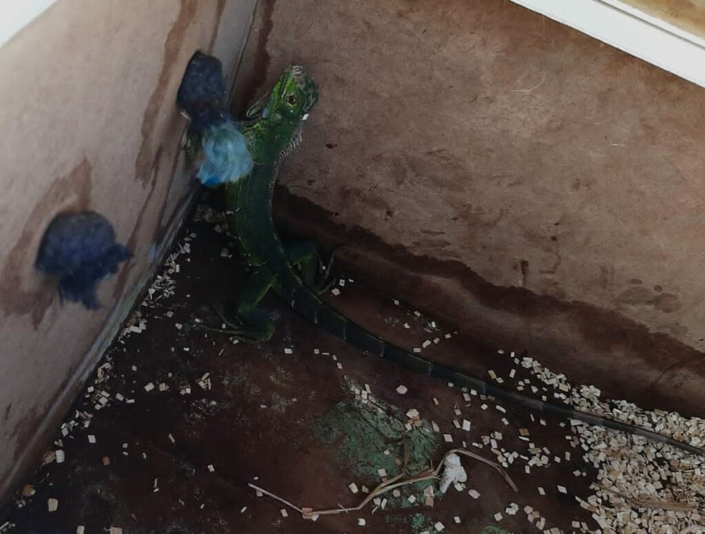Mais de dez especies de animais silvestres sao resgatadas pela Adema em Sergipe