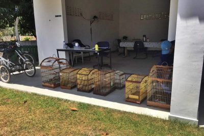 Oito aves silvestres em cativeiros sao apreendidas no bairro Sao Conrado