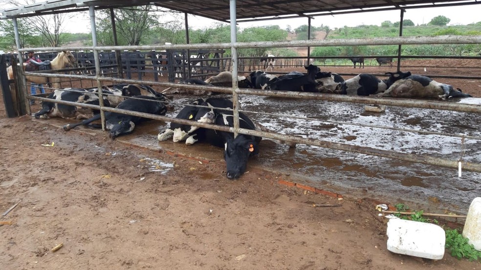 14 vacas sao encontradas mortas em fazenda de Poco Redondo Policia investigara caso