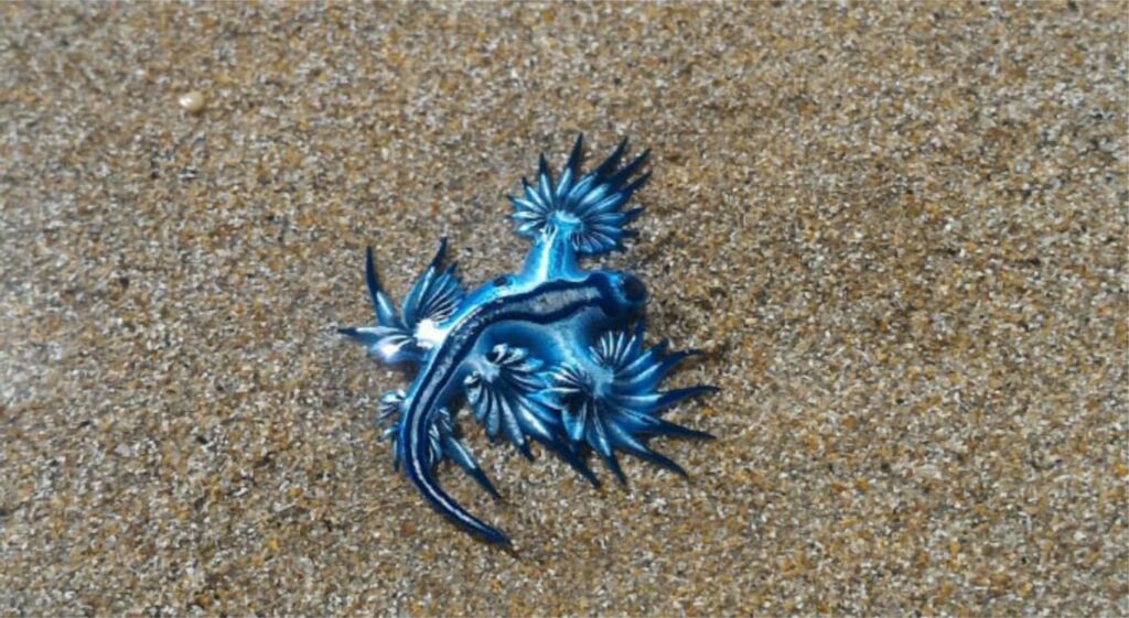 Dragao azul e encontrado em praia de Estancia