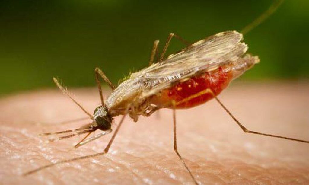 Malaria Casos no Brasil estao em queda afirma infectologista