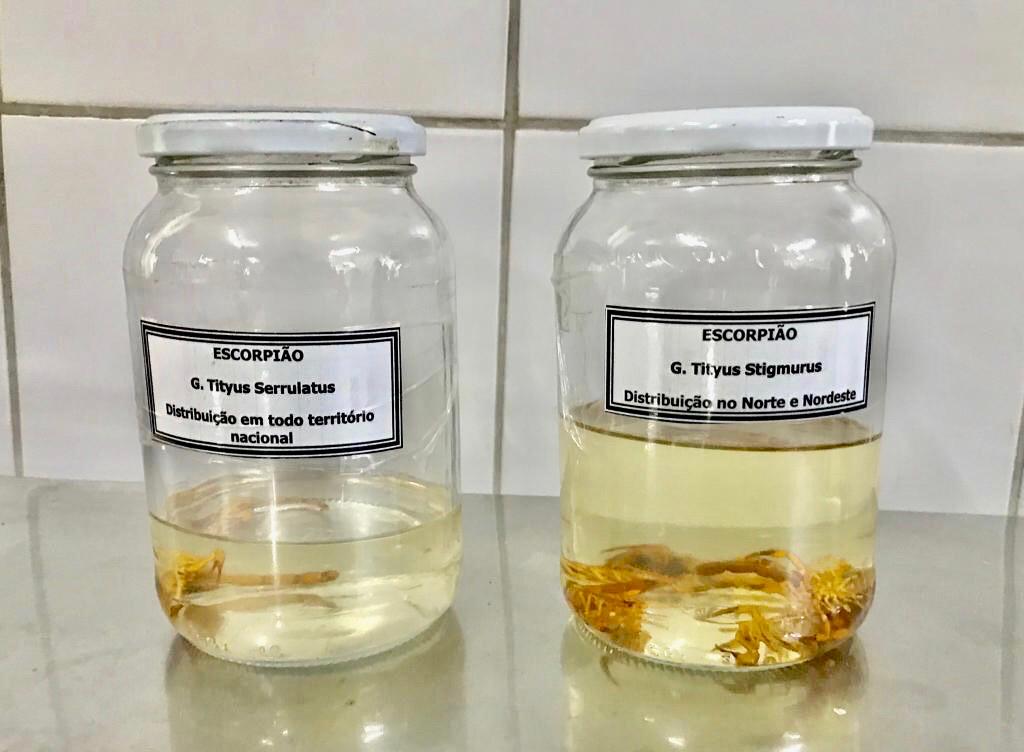 Cerca de 80 acidentes com picadas de escorpiao foram registradas no primeiro bimestre em Aracaju