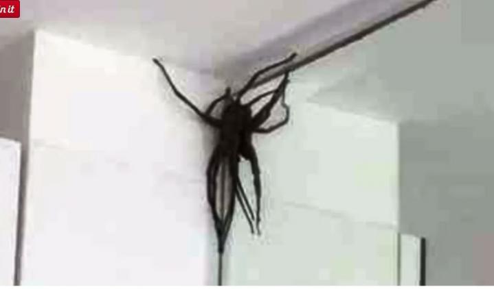 Invasao de aranhas gigantes assusta moradores em bairro nobre de Belo Horizonte